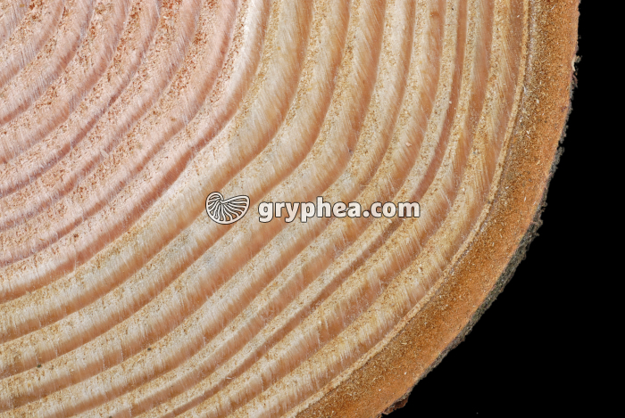 Pin Douglas (Pseudotsuga menziesii) - cernes dans une CT de tronc - gryphea.com